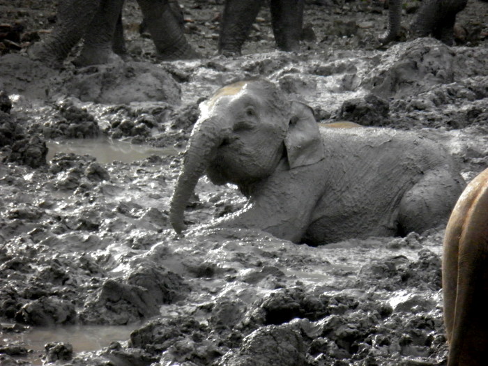 Baby Elephant playing in mud